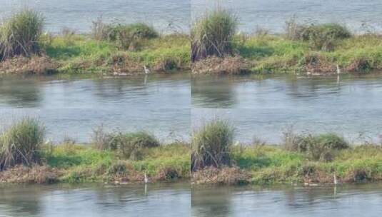 湖中草滩河流站立的白鹭高清在线视频素材下载
