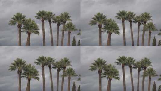 乌云下的棕榈树高清在线视频素材下载