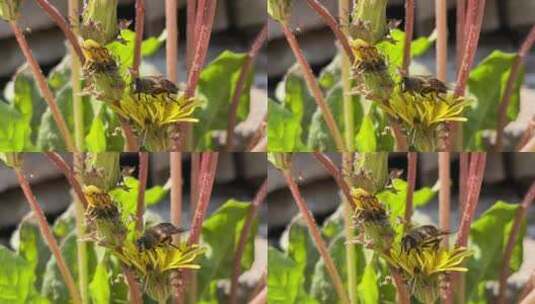 蒲公英植物高清在线视频素材下载