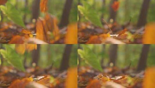 树林里树叶落下4k慢镜头视频素材高清在线视频素材下载