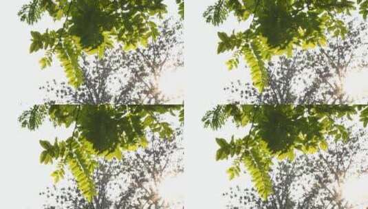 随风摆动的树叶高清在线视频素材下载