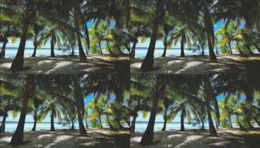 海边棕榈树空镜高清在线视频素材下载