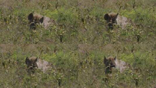 草原上的鬣狗高清在线视频素材下载