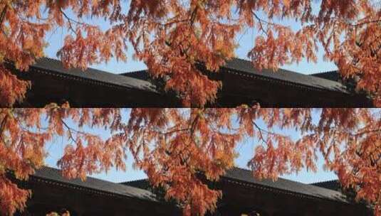 秋天北京中山公园的橙黄色的水杉高清在线视频素材下载