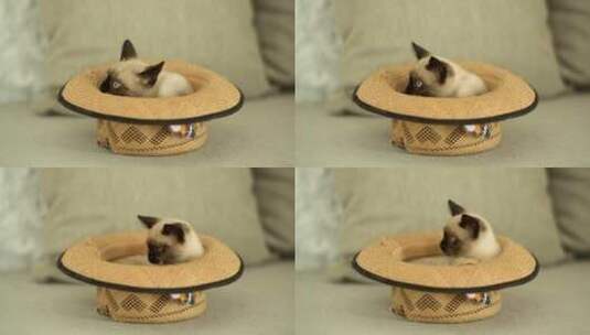 躲在帽子里的宠物猫高清在线视频素材下载