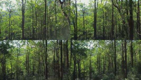 航拍山林树木C高清在线视频素材下载
