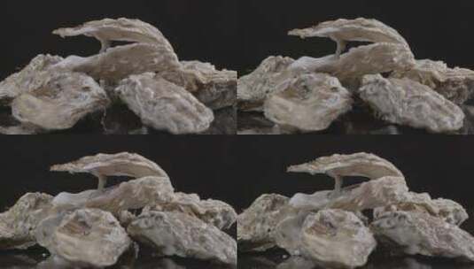 牡蛎生蚝LOG视频素材高清在线视频素材下载