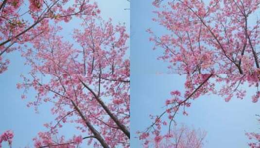 樱花树林春暖花开满树开满鲜花高清在线视频素材下载