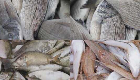 4kl1广东雷州海鲜市场海鲜特写8高清在线视频素材下载