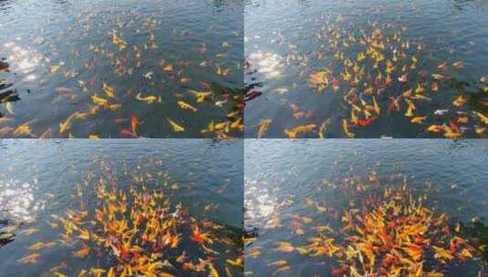 水中鲤鱼金鱼景观高清在线视频素材下载