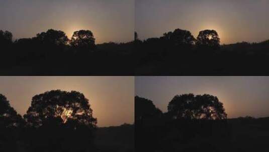 【航拍】日落时分金色时刻太阳透过大树剪影高清在线视频素材下载