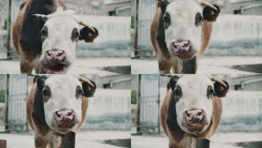 好奇的小牛看着镜头咀嚼吃草高清在线视频素材下载