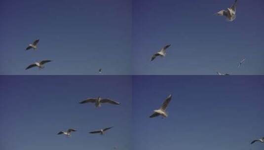 4k自由翱翔的海鸥高清在线视频素材下载