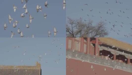 故宫飞翔的鸽子 午门前飞翔的鸽子高清在线视频素材下载