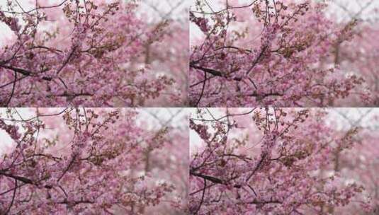 武汉东湖樱花园粉色樱花特写镜头1高清在线视频素材下载