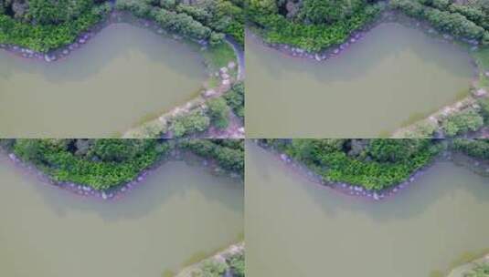 广州大夫山森林公园七盏灯山塘紫荆花航拍高清在线视频素材下载