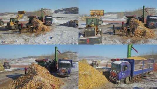 农村玉米脱粒装车高清在线视频素材下载