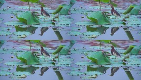 荷塘里可爱的池鹭A高清在线视频素材下载