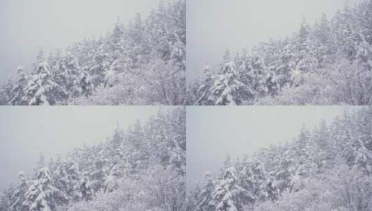 冬季森林暴雪雾凇白雪皑皑高清在线视频素材下载