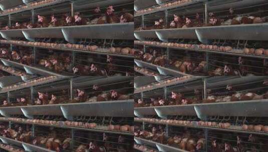 农场里母鸡正在下蛋高清在线视频素材下载