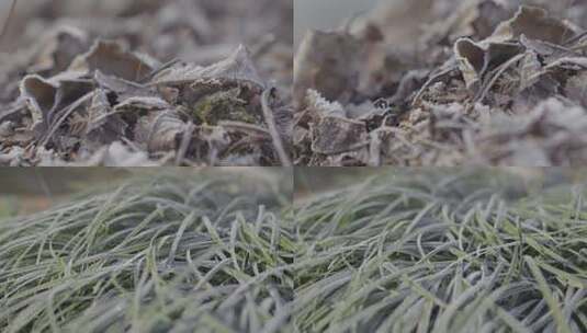 清晨枯叶和草地上打霜结冰高清在线视频素材下载