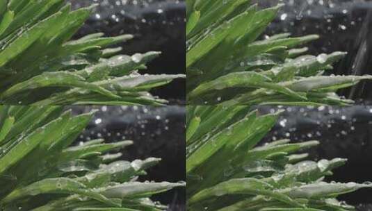 雨水雨滴植物春雨惊蛰谷雨高清在线视频素材下载