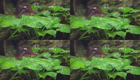 下雨天雨滴落在绿色叶子上高清在线视频素材下载