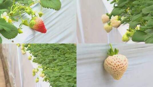0055 水果种植 草莓草莓种植高清在线视频素材下载