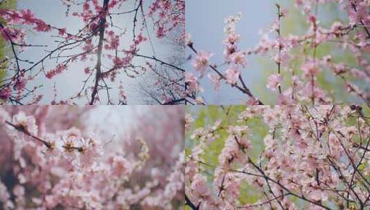 阳光下春天盛开的桃花高清在线视频素材下载