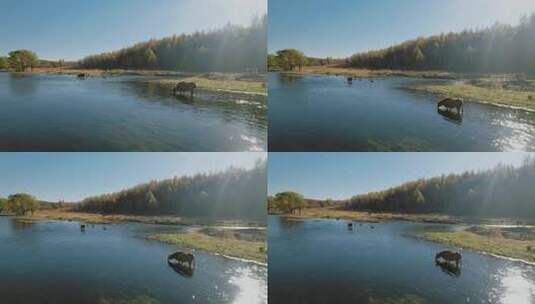 早上大森林河边喝水的牛高清在线视频素材下载