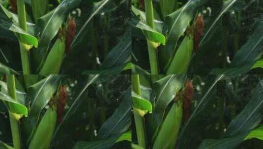水珠喷洒玉米地绿色高清在线视频素材下载