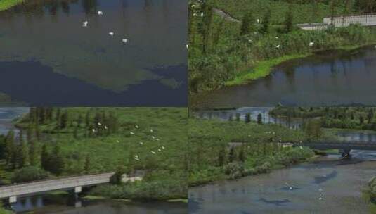 生态湿地鸟群高清在线视频素材下载