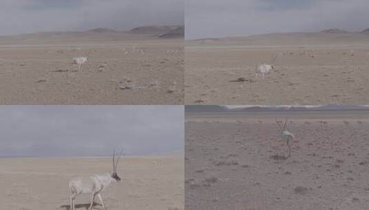 西藏羌塘无人区野生藏羚羊特写4K高清在线视频素材下载