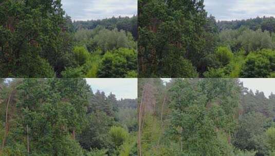夏天美丽的森林高清在线视频素材下载