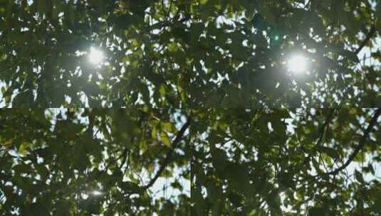 阳光穿透树叶高清在线视频素材下载