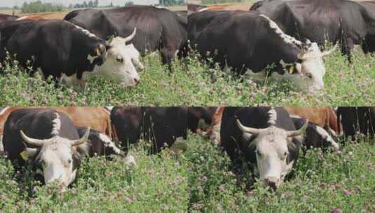 放牧的农村奶牛高清在线视频素材下载
