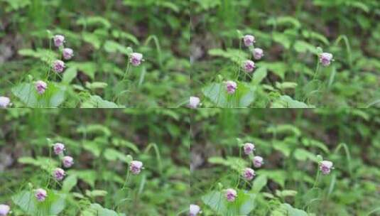 野生药用植物，斑花杓兰高清在线视频素材下载