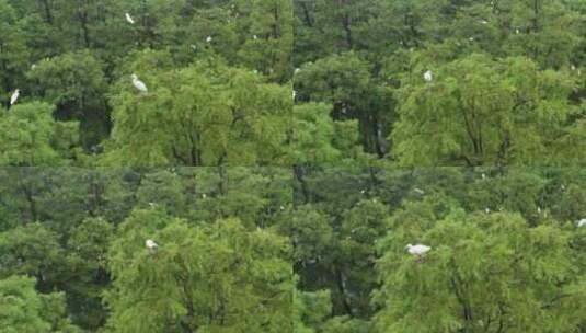 湿地上空白鹭屹立在绿色树木航拍高清在线视频素材下载