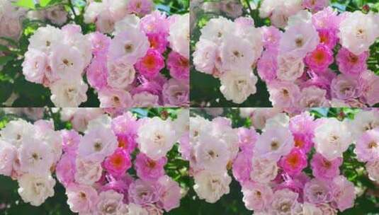 春天蔷薇花花朵开放4K高清在线视频素材下载