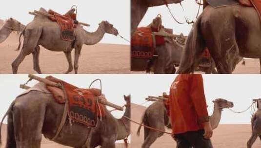 敦煌沙漠骆驼高清在线视频素材下载