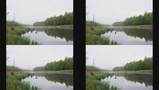 黎明前的森林4KRAW延时视频高清在线视频素材下载
