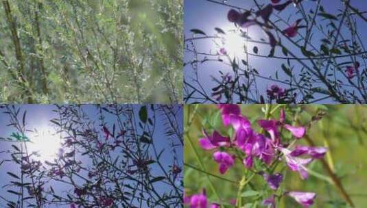 中国沙漠植物4种高清在线视频素材下载