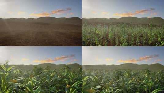 农业玉米生长高清在线视频素材下载