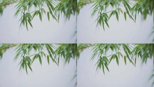 竹子和传统中式建筑白色围墙高清在线视频素材下载