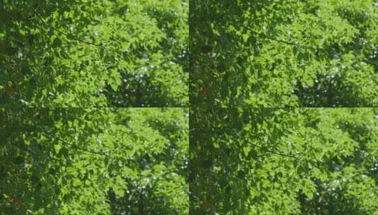 清新阳光绿叶自然风景高清在线视频素材下载