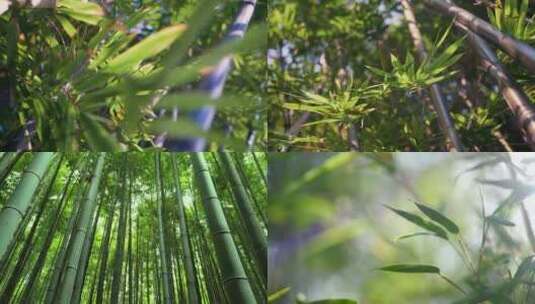 【合集】大自然竹林绿色竹子意境生态高清在线视频素材下载