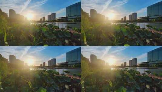 上海五龙湖公园城市绿化带花坛高清在线视频素材下载
