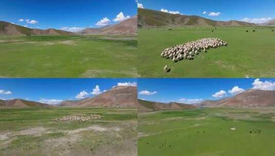 高原草场羊群奔跑航拍高清在线视频素材下载