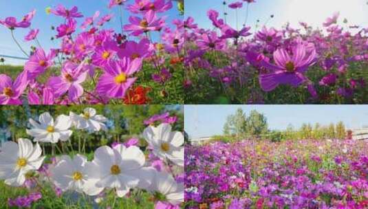 鲜花绽放 花海花瓣花朵 格桑花高清在线视频素材下载