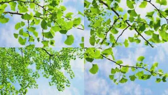 （4K合集）树木树叶蓝天白云高清在线视频素材下载